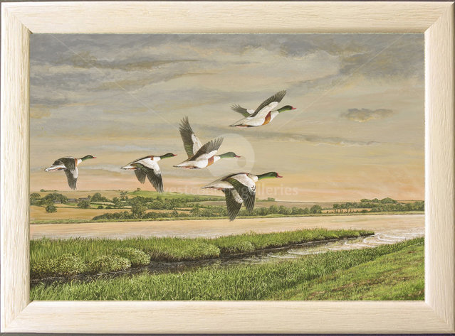 Image of Dawn Flight, Shelducks, River Tiddy, Port Eliot, St. Germans, Cornwall